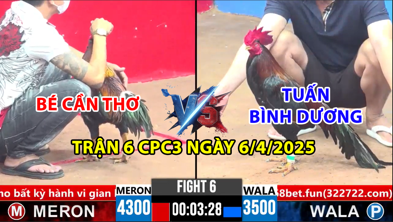 trận 6 cpc3 ngày 6/4/2025 hôm nay giữa tuấn bình dương vs bé cần thơ chấp 8 chấm gà