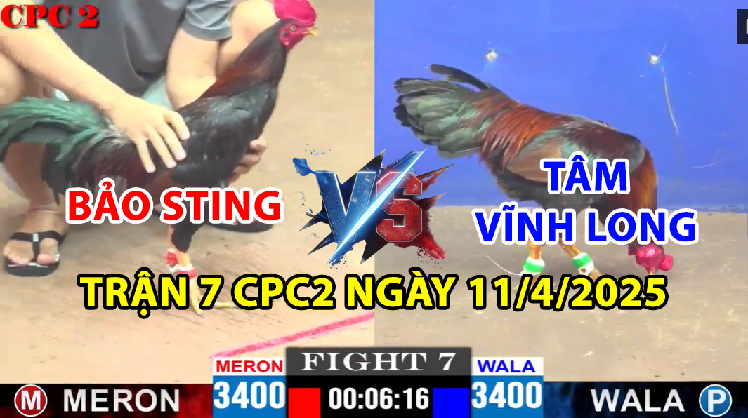 trận 7 cpc2 ngày 11/4/2025 hôm nay giữa bảo sting vs tâm vĩnh long