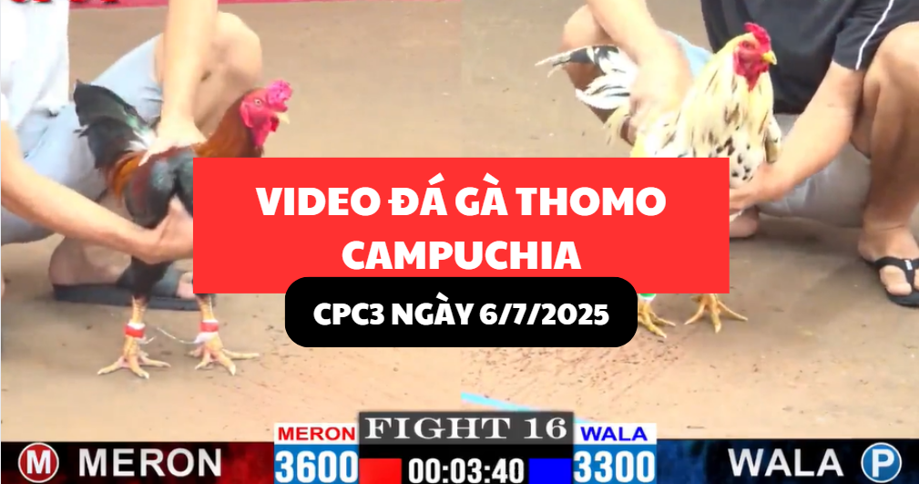 video đá gà thomo tại cpc3 ngày 6/7/2025 hôm nay