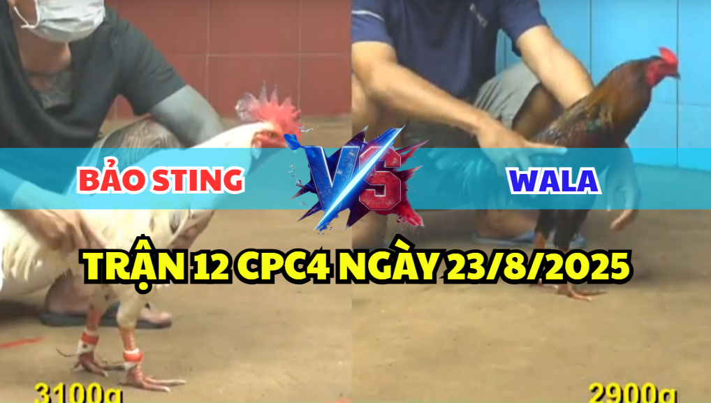 trận 12 cpc4 ngày 23/8/2025 bảo sting hôm nay