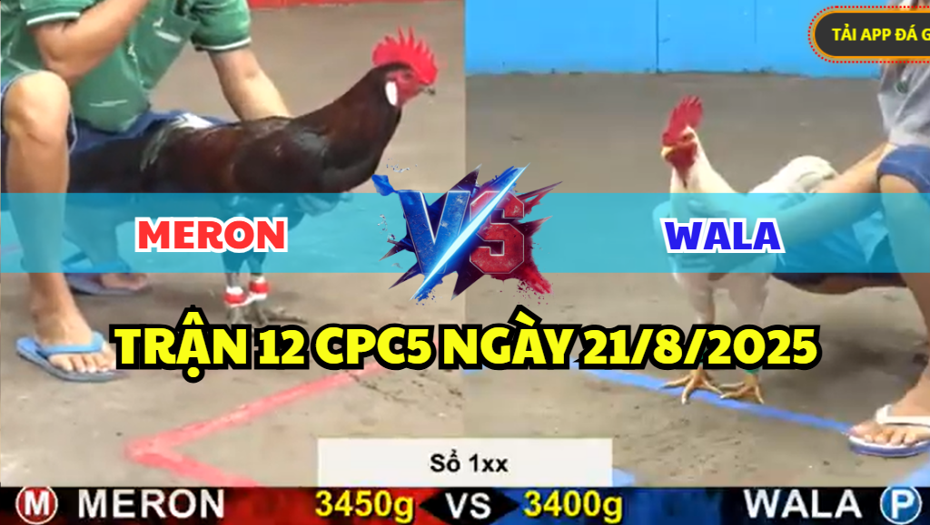 trận 12 cpc5 ngày 21/8/2025 hôm nay