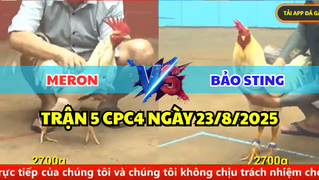 trận 5 cpc4 ngày 23/8/2025 bảo sting hôm nay