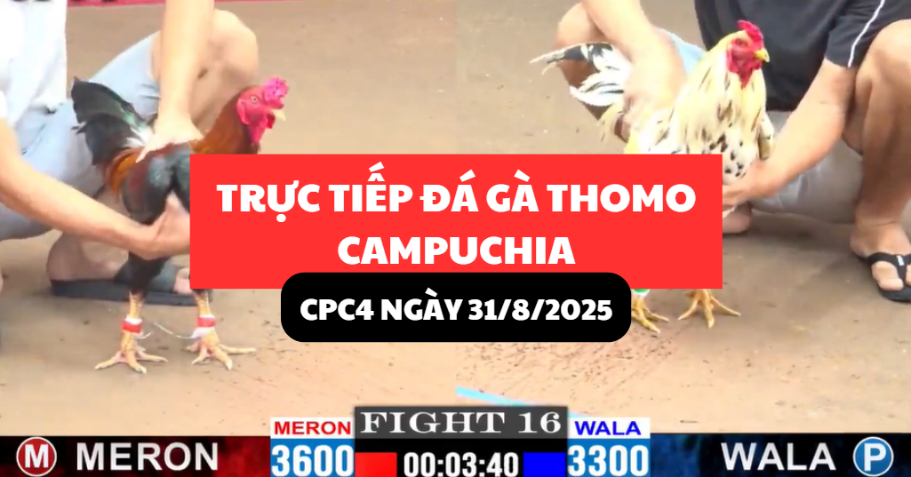 trực tiếp đá gà thomo tại cpc4 ngày 31/8/2025 hôm nay