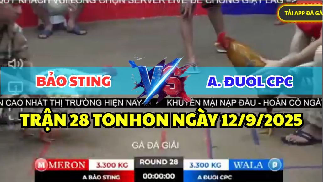 trận 28 tonhon ngày 12/9/2025 hôm nay giữa bảo sting vs anh duol cpc