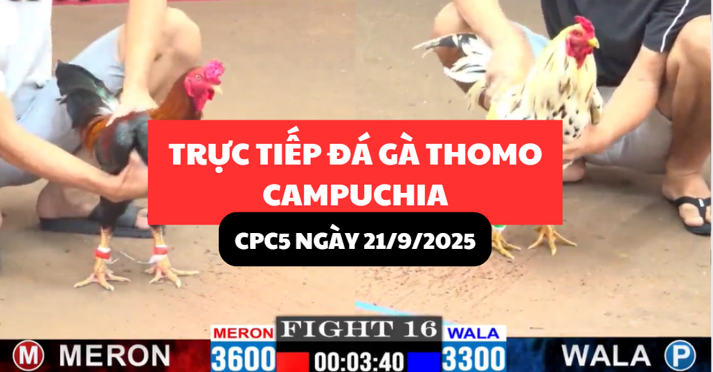 trực tiếp đá gà thomo tại cpc5 ngày 21/9/2025 hôm nay