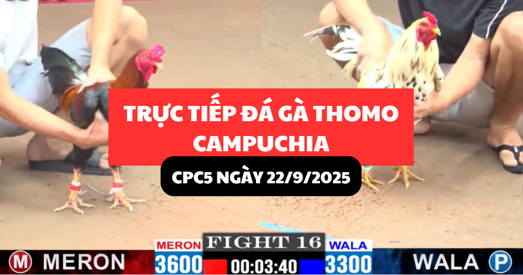 trực tiếp đá gà thomo tại cpc5 ngày 22/9/2025 hôm nay