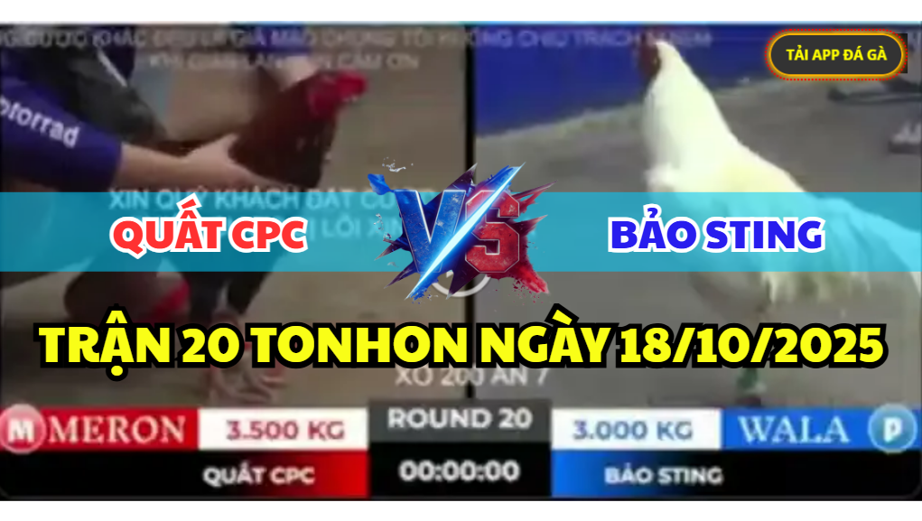 trận 20 tonhon ngày 18/10/2025 hôm nay giữa anh bảo sting vs anh quất cpc