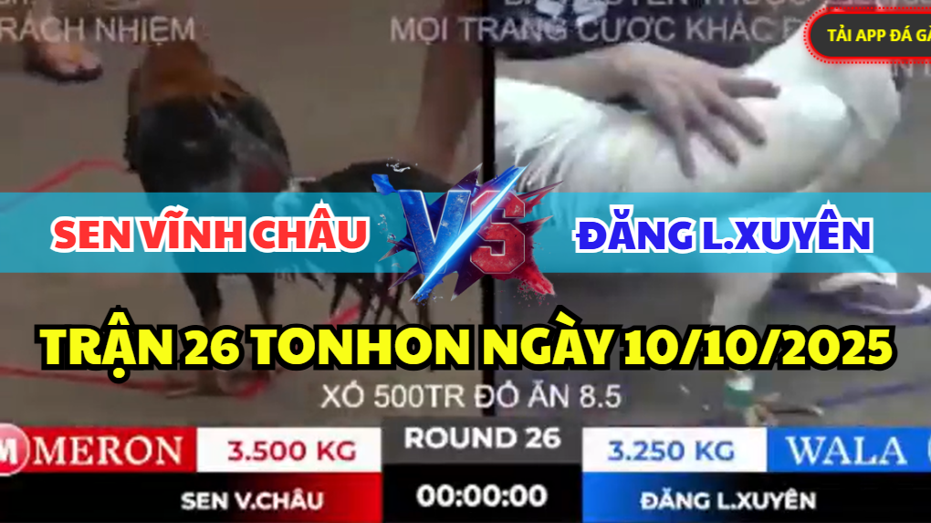 trận 26 tonhon ngày 10/10/2025 hôm nay giữa sen vĩnh châu vs đăng long xuyên