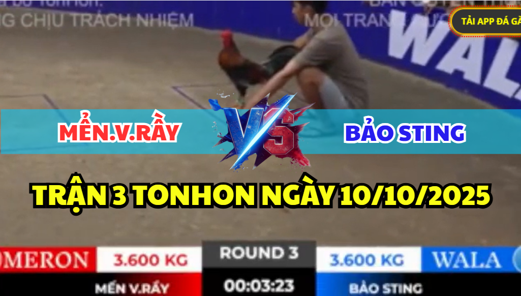 trận 3 tonhon ngày 10/10/2025 hôm nay của bảo sting
