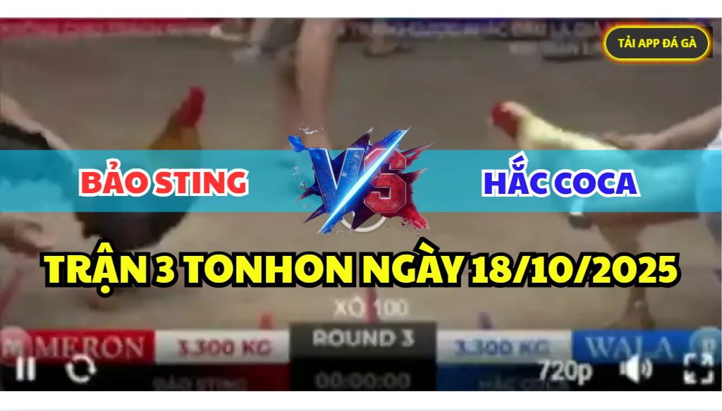 trận 3 tonhon ngày 18/10/2025 hôm nay giữa bảo sting vs hắc coca