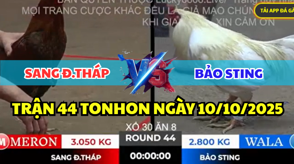 trận 44 tonhon ngày 10/10/2025 hôm nay giữa bảo sting vs sang đồng tháp