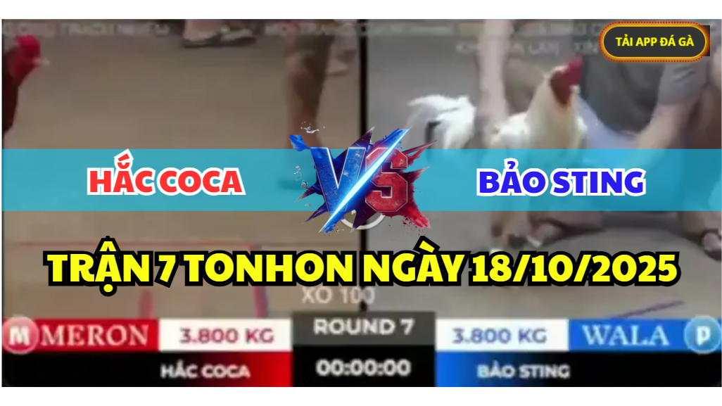 trận 7 tonhon ngày 18/10/2025 hôm nay giữa bảo sting vs hắc coca