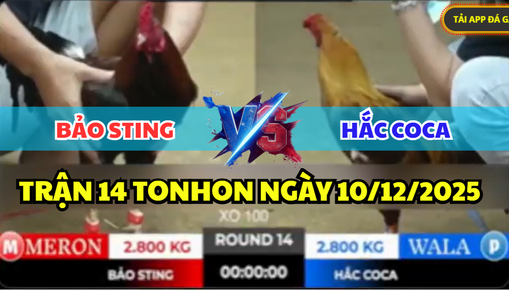 trận 14 tonhon ngày 10/12/2025 hôm nay
