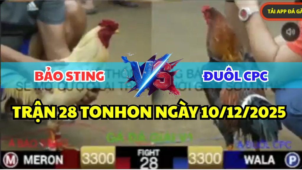 trận 28 tonhon ngày 10/12/2025 hôm nay