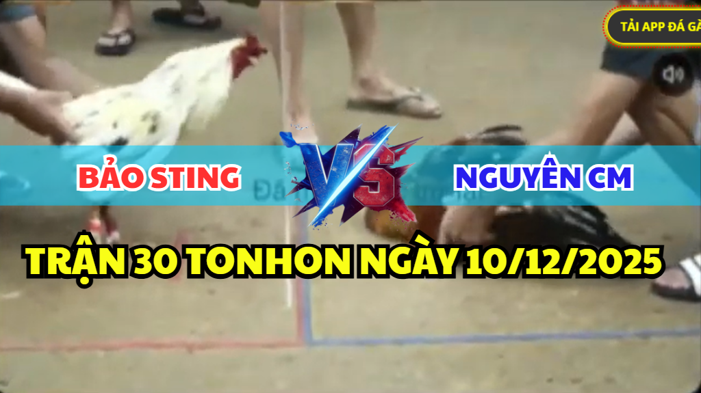 trận 30 tonhon ngày 10/12/2025 hôm nay