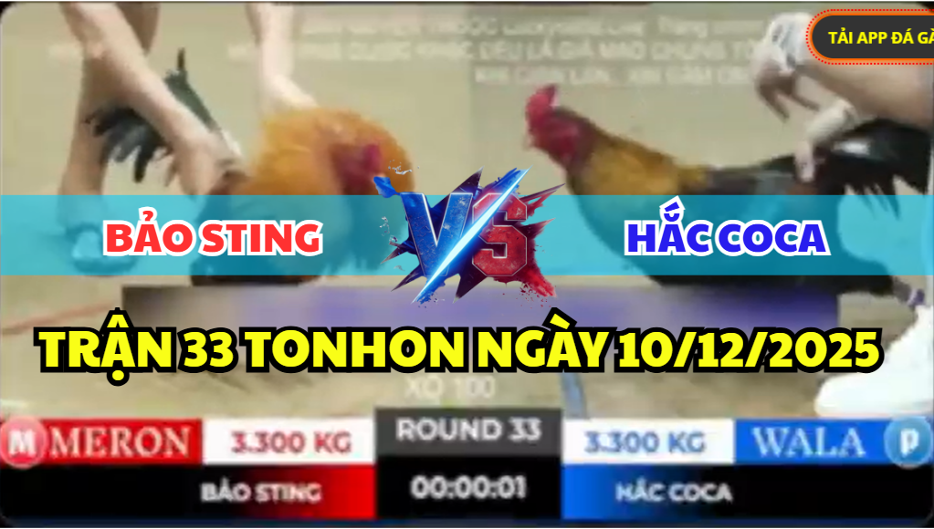 trận 33 tonhon ngày 11/12/2025 hôm nay