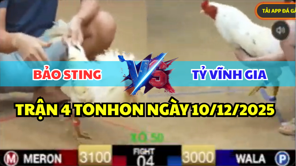 trận 4 tonhon ngày 10/12/2025 hôm nay