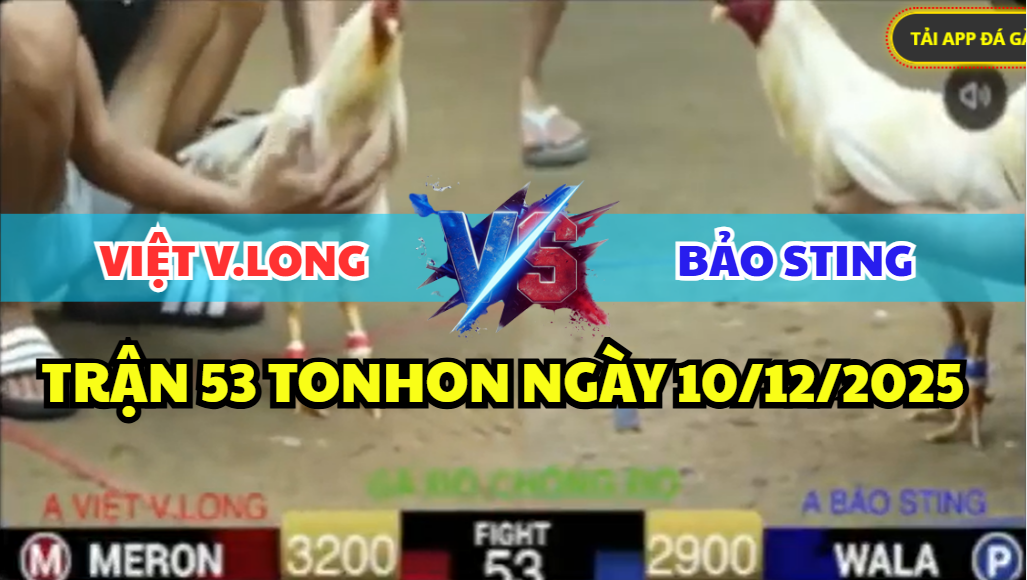 trận 53 tonhon ngày 10/12/2025 hôm nay