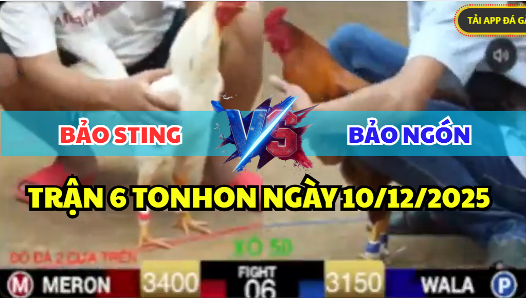trận 6 tonhon ngày 10/12/2025 hôm nay