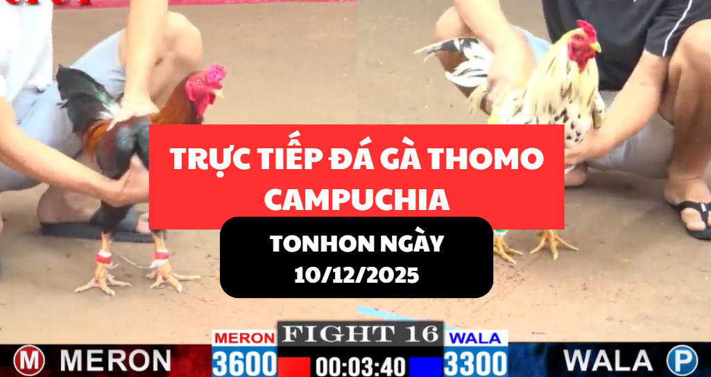 trực tiếp đá gà thomo tại tonhon ngày 10/12/2025