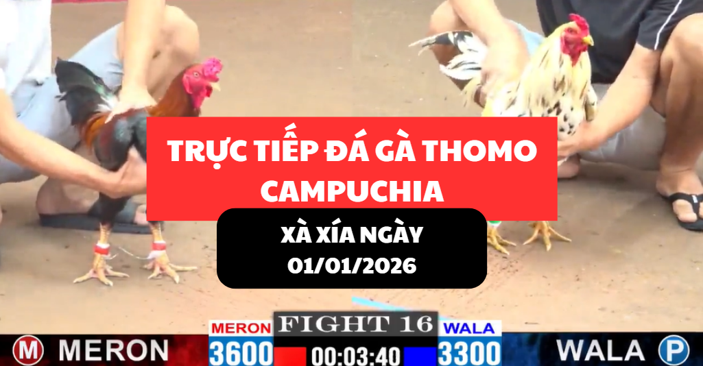 trực tiếp đá gà tại bồ xà xía ngày 1/1/2025