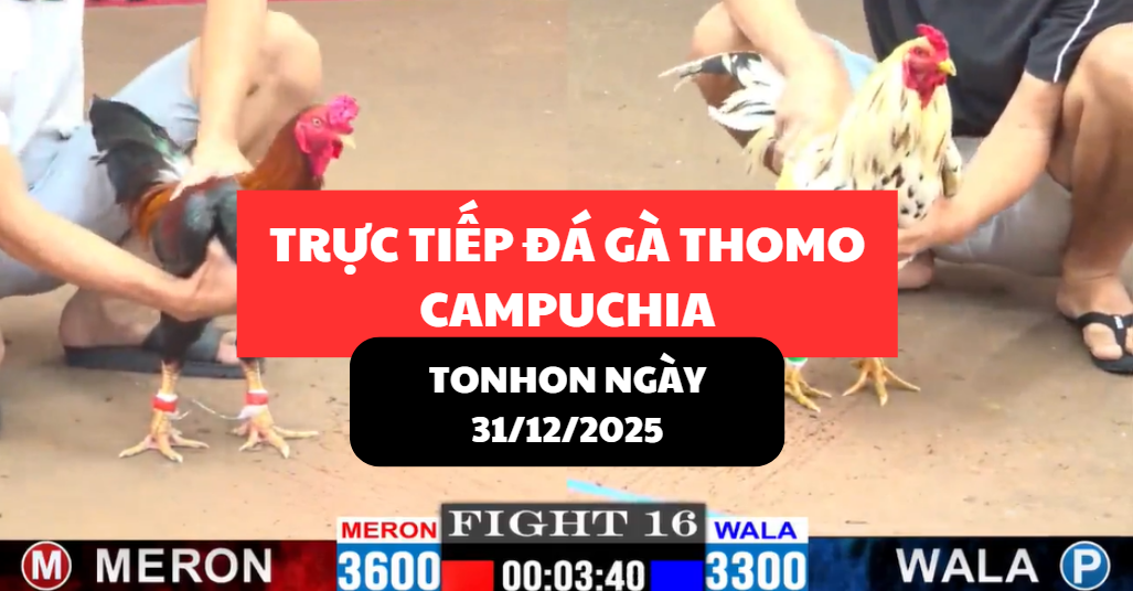 trực tiếp đá gà thomo tại tonhon ngày 31/12/2025